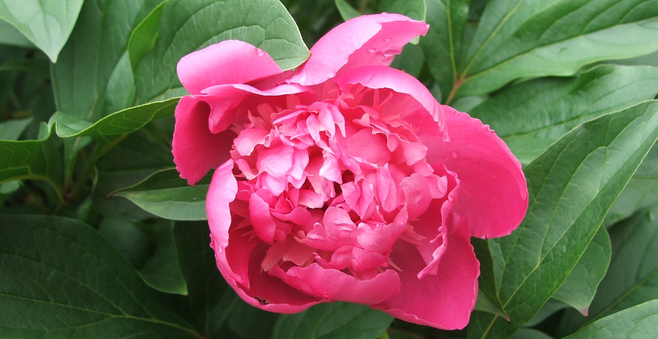 Növényvédelmi teendők – 2023. május 3. hét